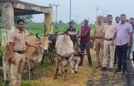 दुर्गवाडा फाट्यावर कत्तलीसाठी गोवंशाची तस्करीअंधाराचा फायदा घेवून दोन आरोपी पसार५ लाख २७ हजार रुपयांचा मुद्देमाल जप्तमूर्तिजापूरच्या ग्रामीण पोलिसांचीकारवाई
